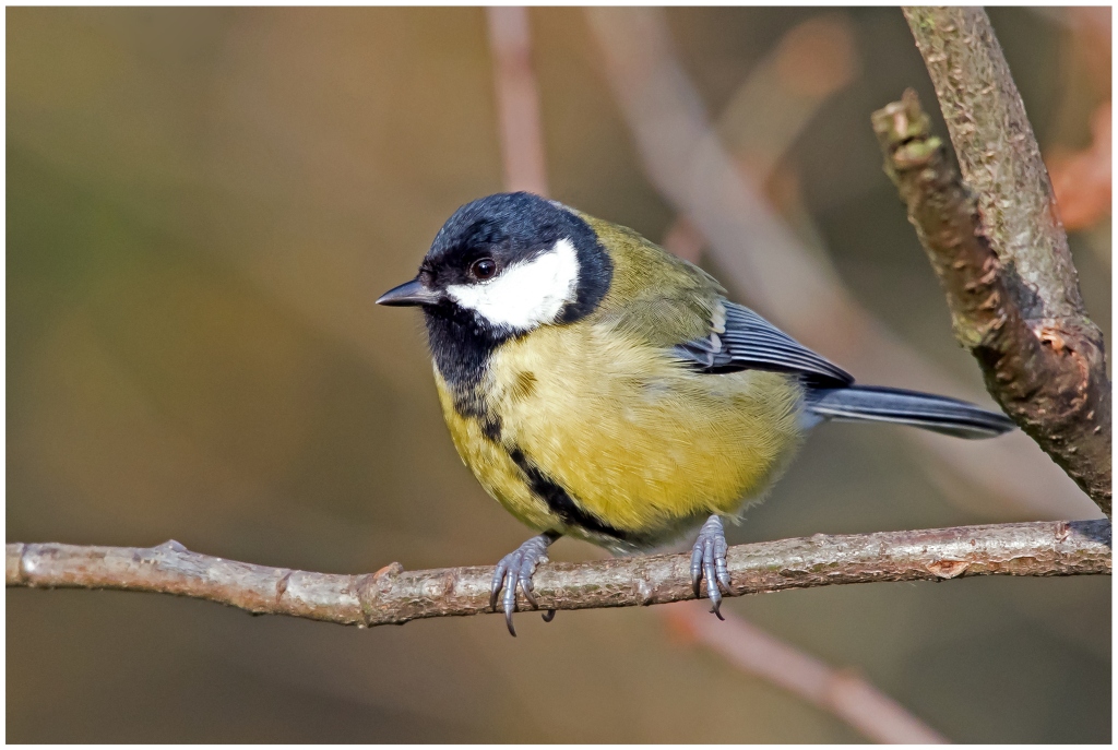 D75 0796 Kohlmeise II 1 10 2015