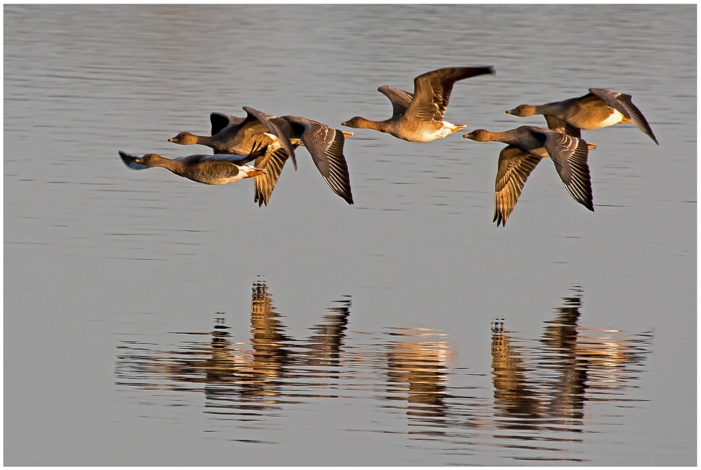 D75 0840 Gänse im Abendlicht IA 11 2015