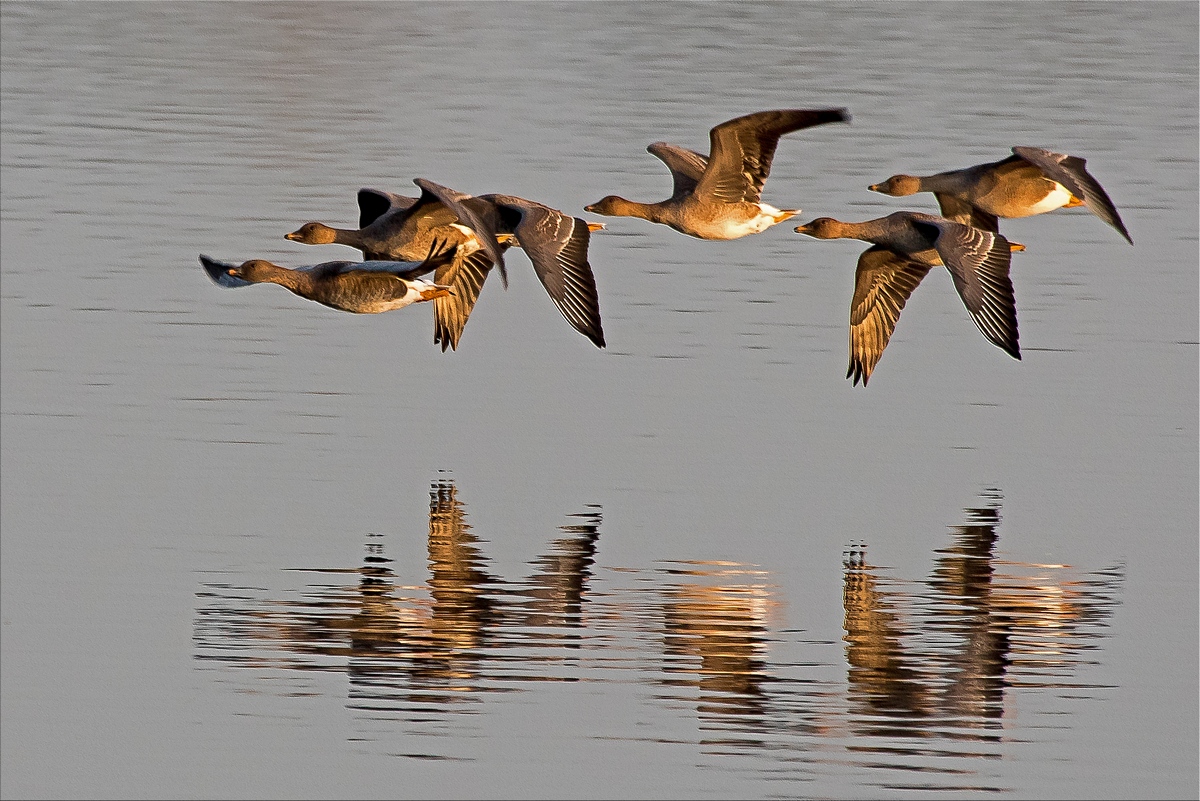D75 0840 Gänse im Abendlicht IAB 11 2015