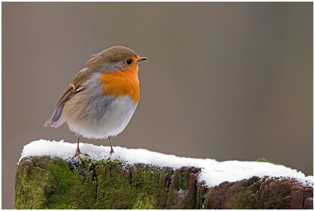 D75 1210 Schneekehlchen 1 2016