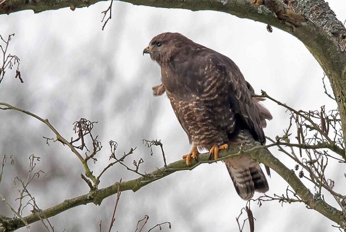 D75 1268 Bussard 100 Prozent 150 600