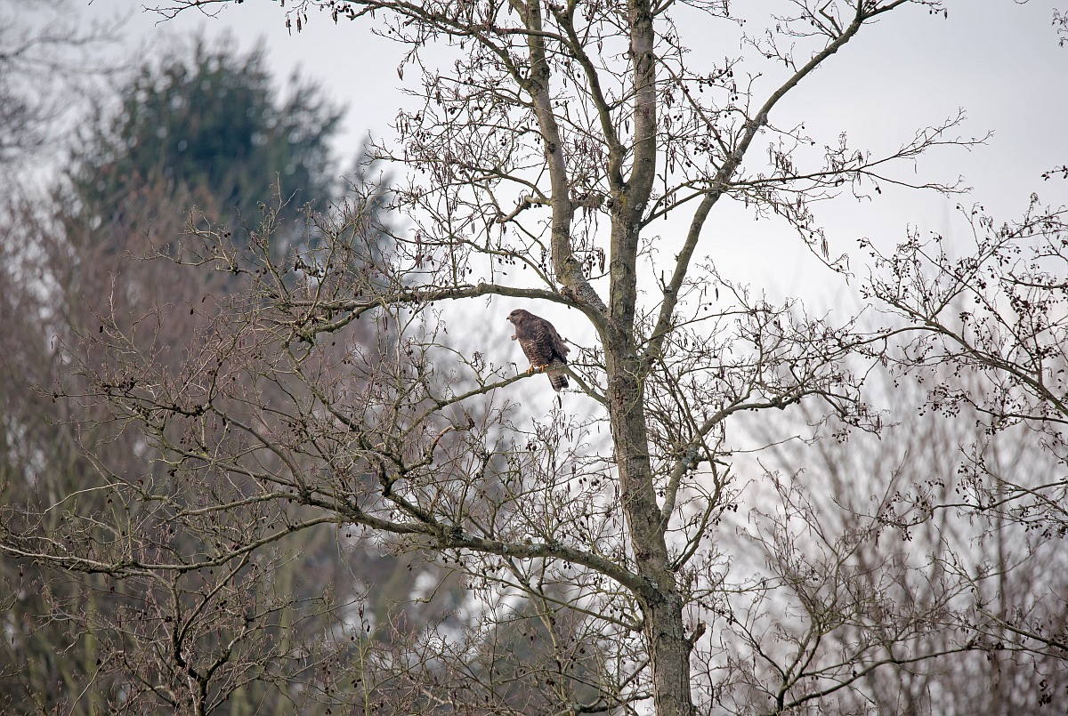 D75 1268 Bussard Original 150 600