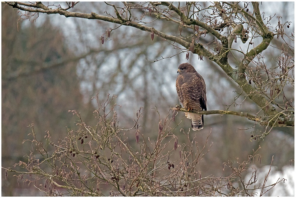D75 1371 Bussard aufgeplustert 1 2016