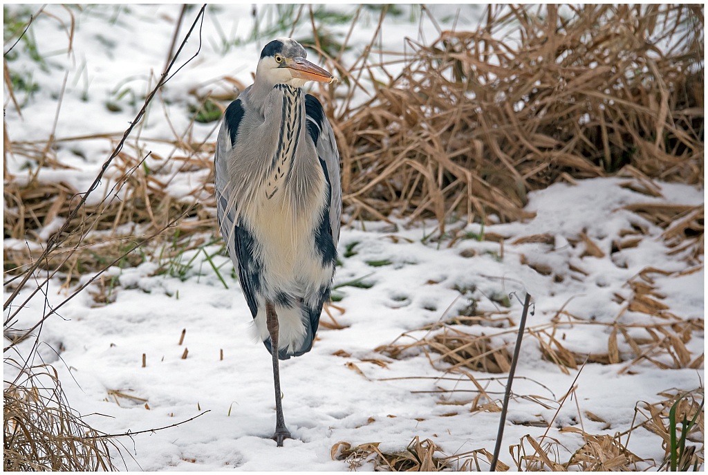 D75 1401 Einbein Reiher 1 2016