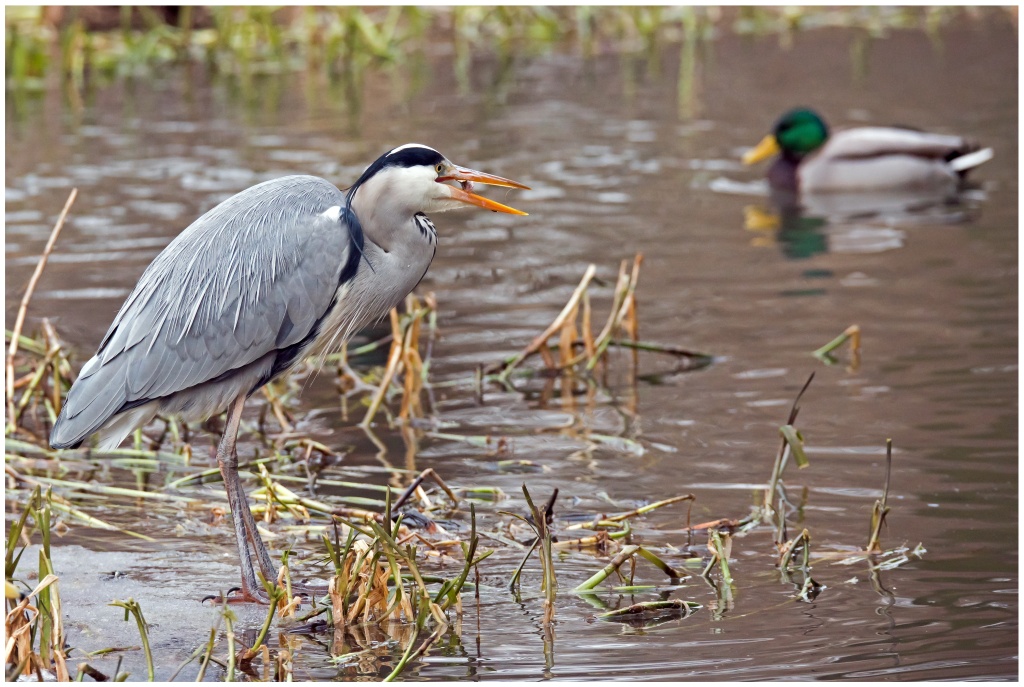 D75 1461 Reiher weniger Schärfe