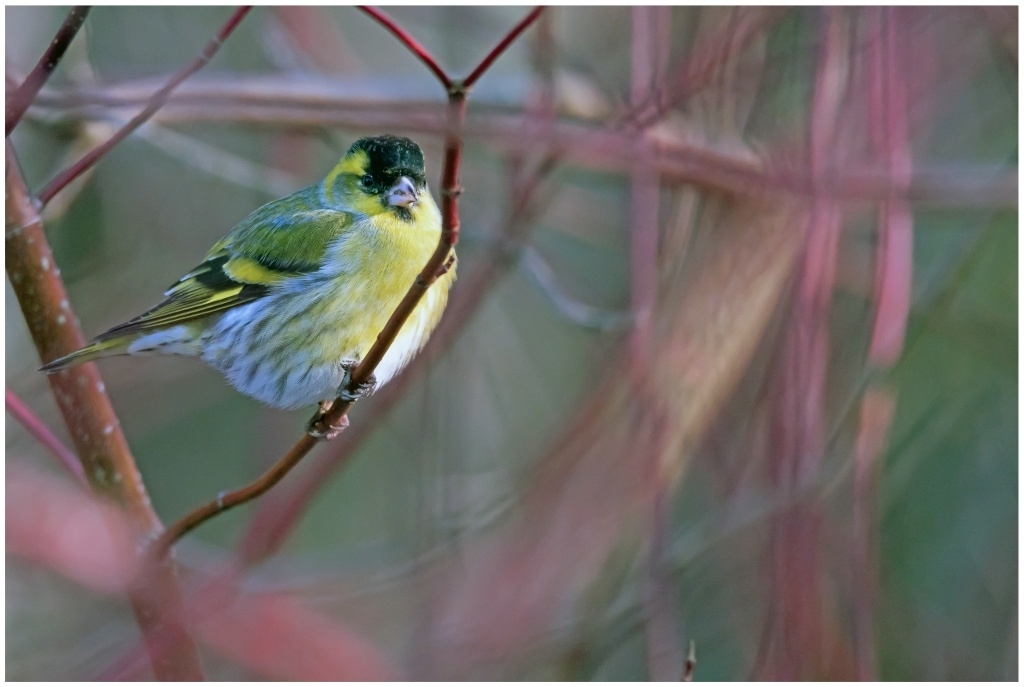 D75 1518 Erlenzeisig im Hartriegel 1 2016