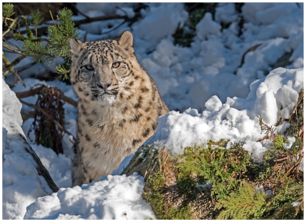 D75 2015 Schneeleopard schaut skeptisch 2 2016