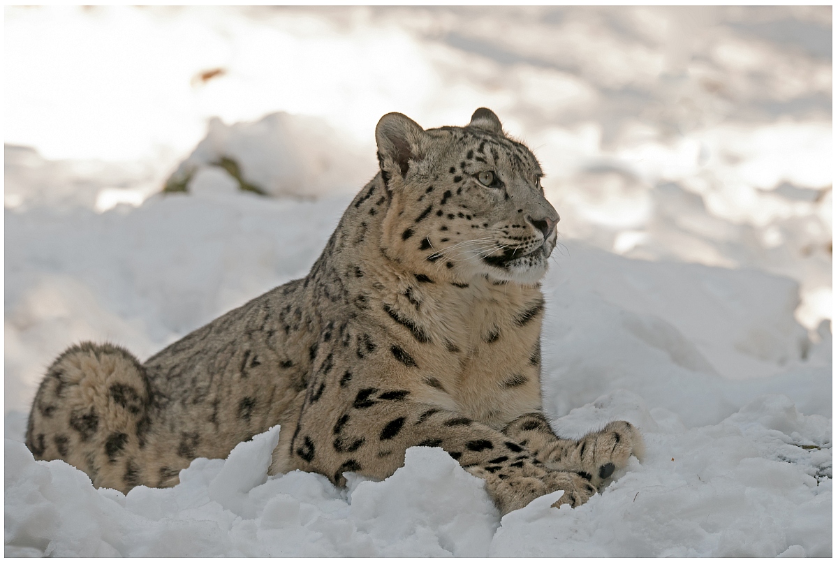 D75 2034 Schneeleopard im Schnee 2 2016