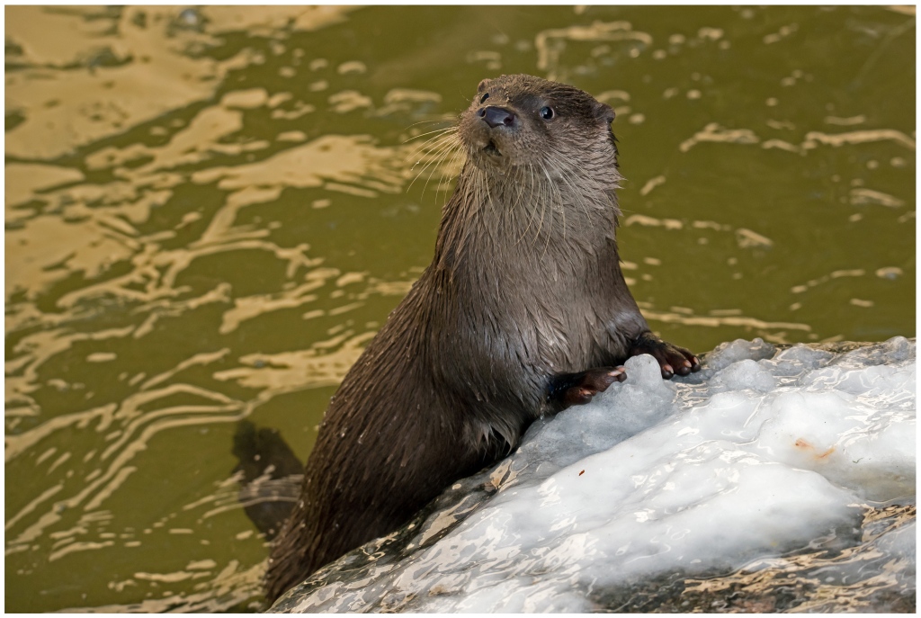 D75 2082 Otter II 2 2016