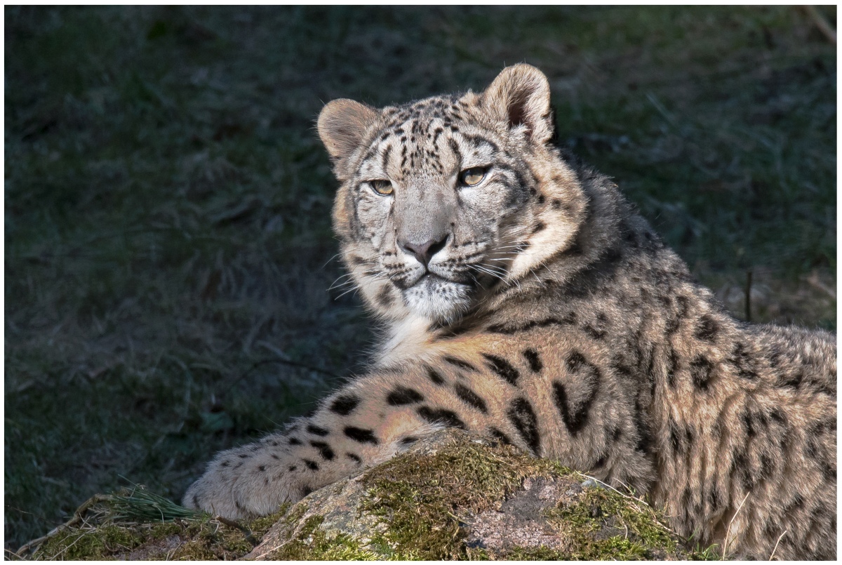 D75 2584 Schneeleopard  3 2016 WPLH