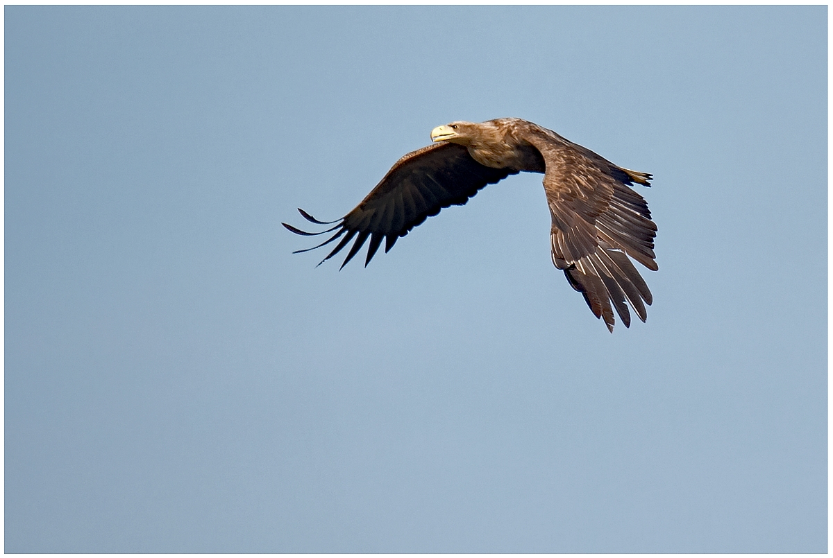 D75 3213 Seeadler III 4 2016 CP