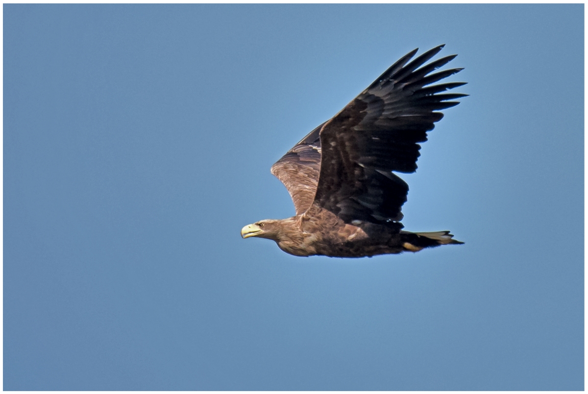 D75 3217 Seeadler 4 2016 DN CP