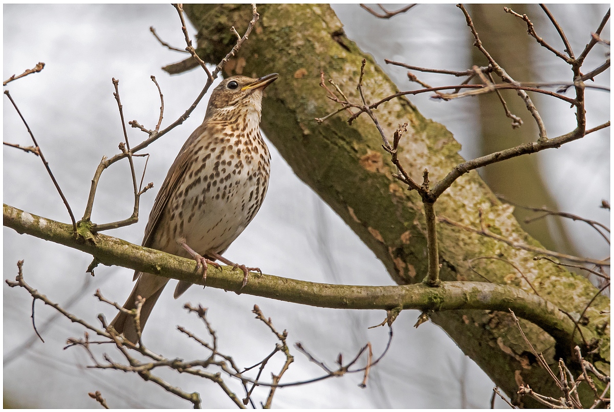 D75 3346 Singdrossel II A 4 2016 DN