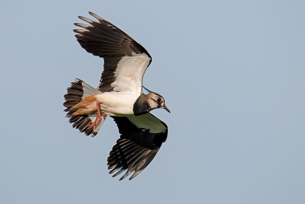 D75 5062 Flugstudie VIA 5 2016