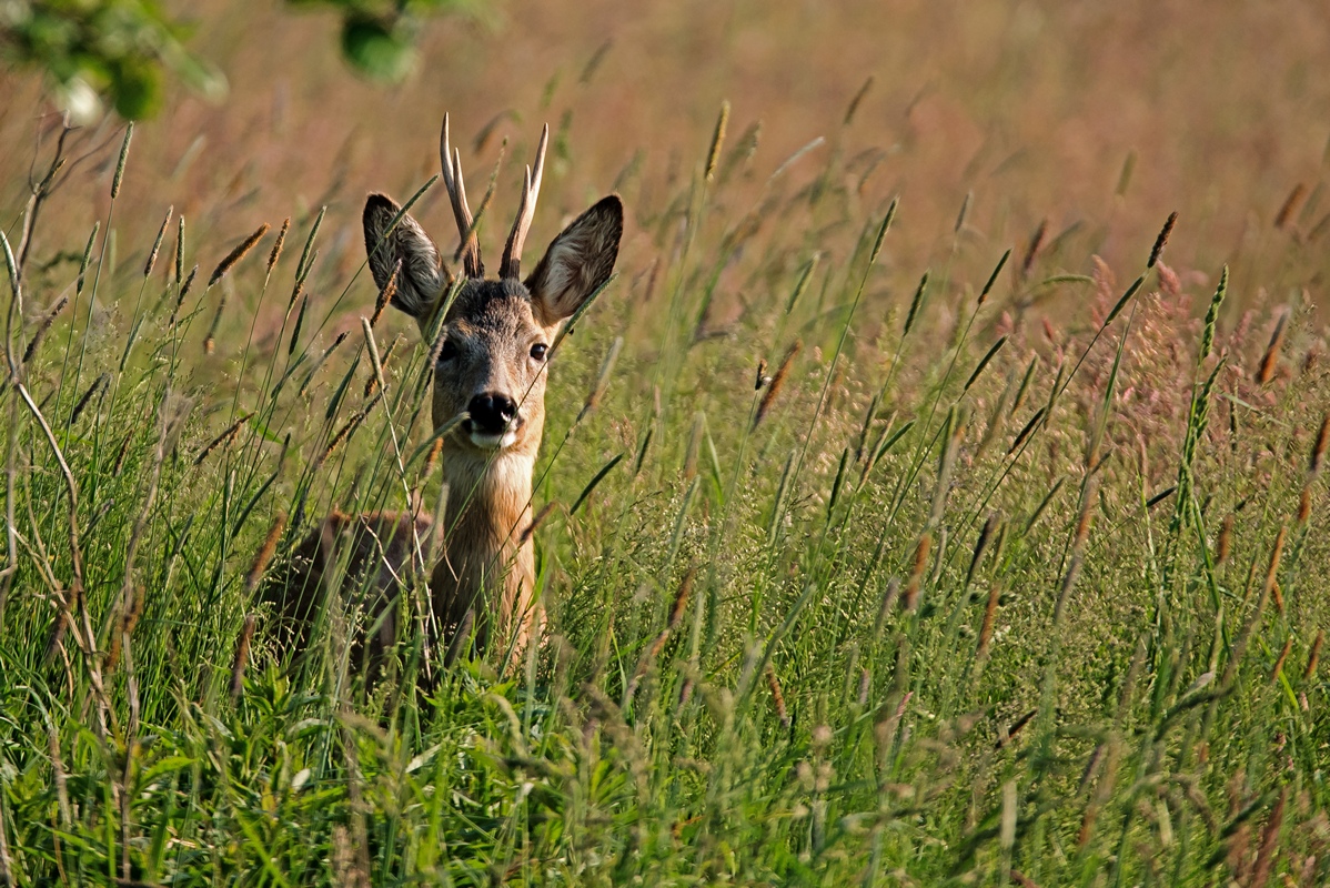 D75 5708 Rehbock gut versteckt II 6 2106