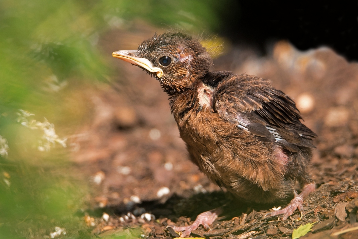D75 6353 Jungamsel mit großen FüßenII 6 2016