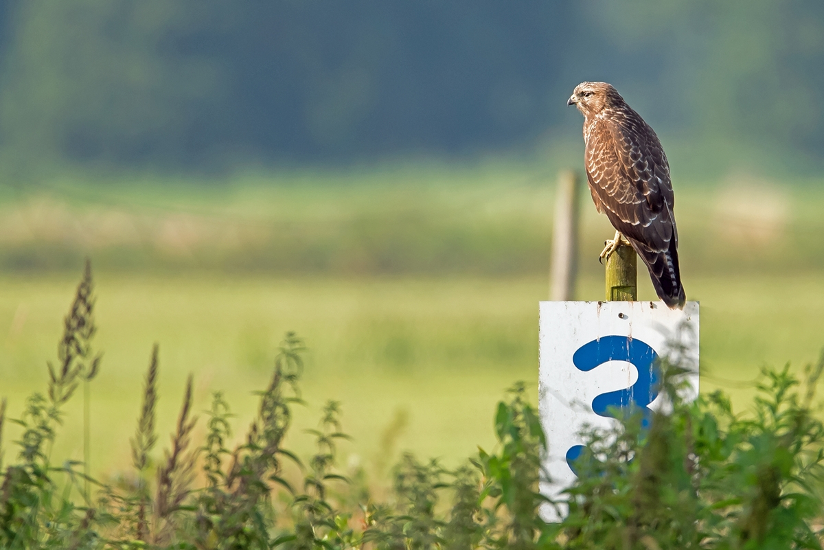 D75 6747 Bussard Nr. 3 IA 7 2016
