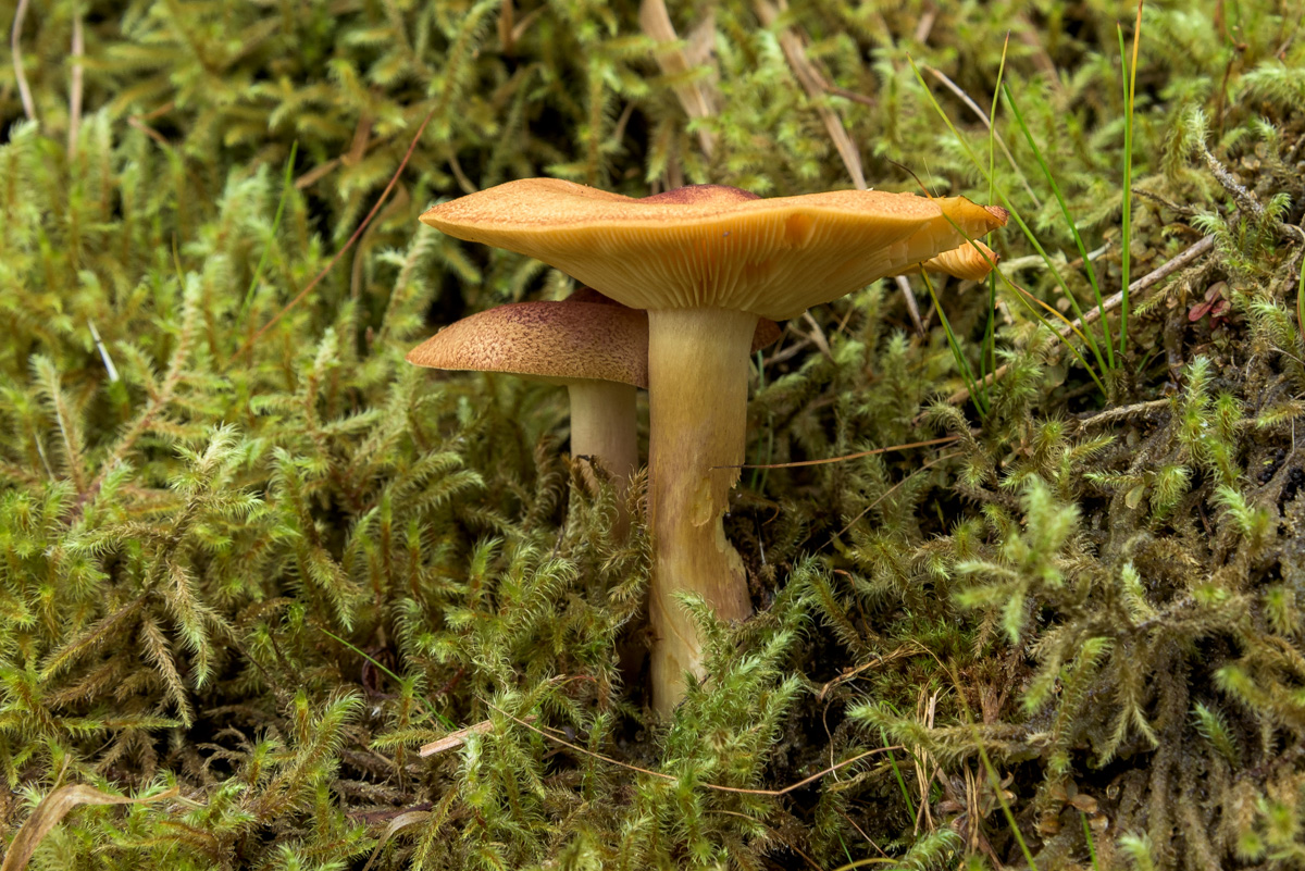 D75 7023