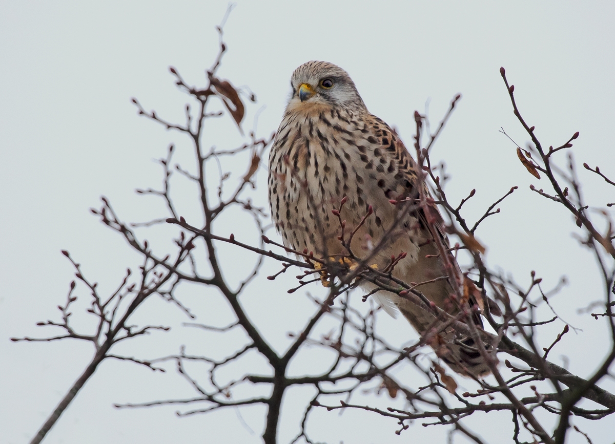 D75 7878 Turmfalke IA 3 2018