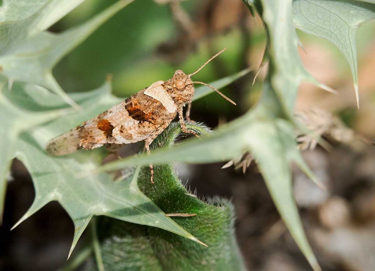 D75 8632 Zikade IA Kreta 6 2018