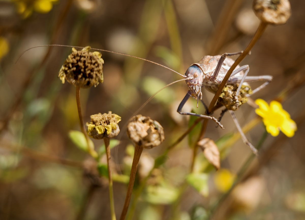 D75 8672 Heuschreckenart IA Kreta 6 2018