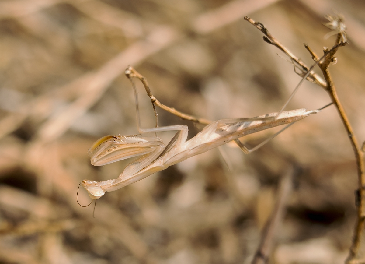 D75 8682hängende Mantis IA auf Kreta 6 2018