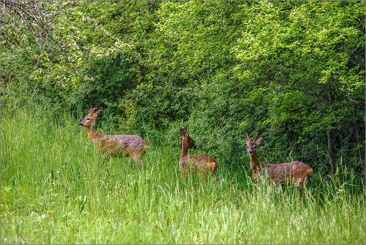 D75_1344-Bearbeitet-Bearbeitet.jpg