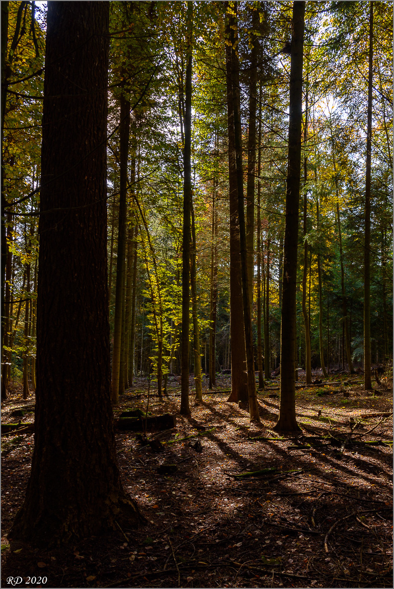 D75_2545.jpg