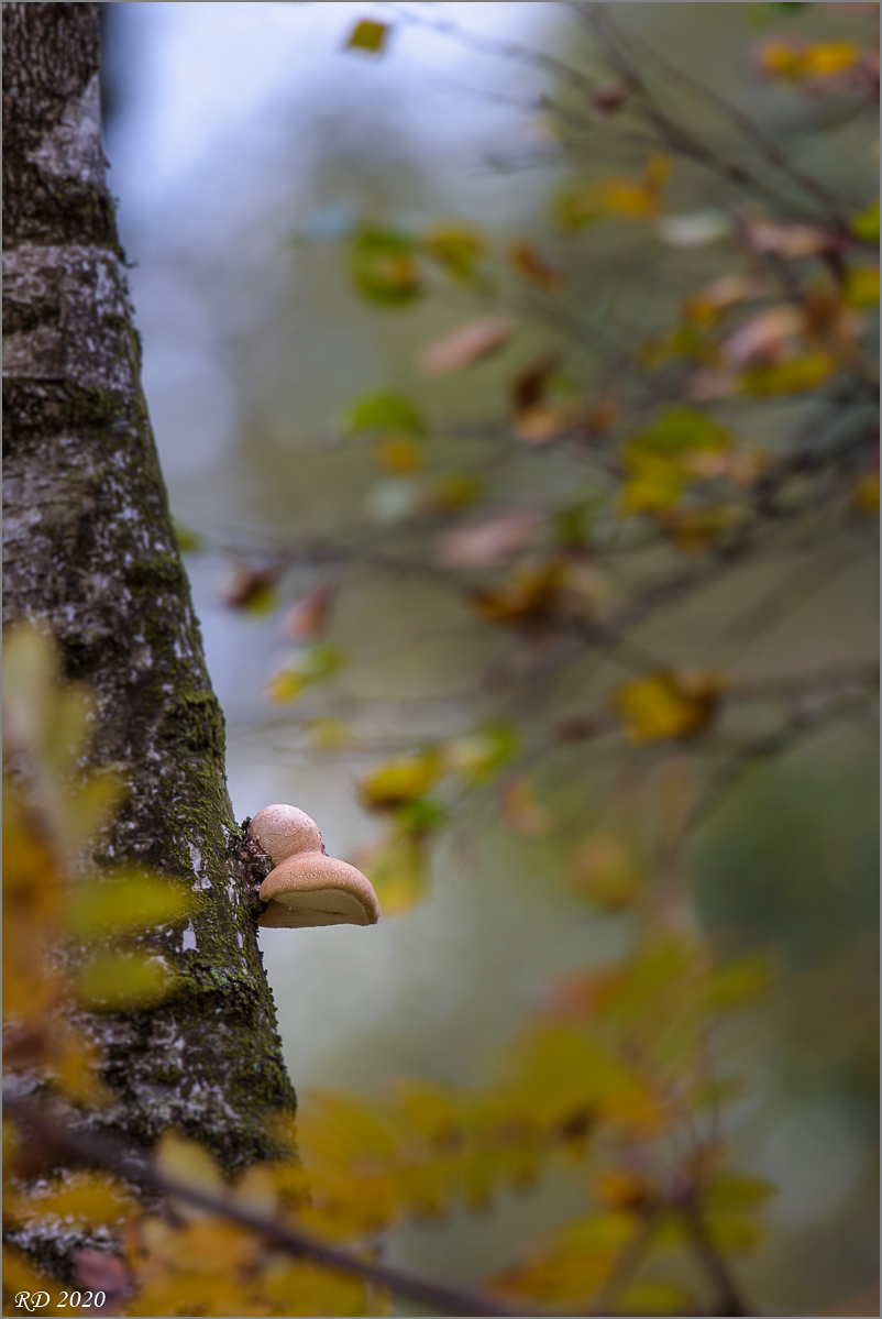 D75_2796.jpg