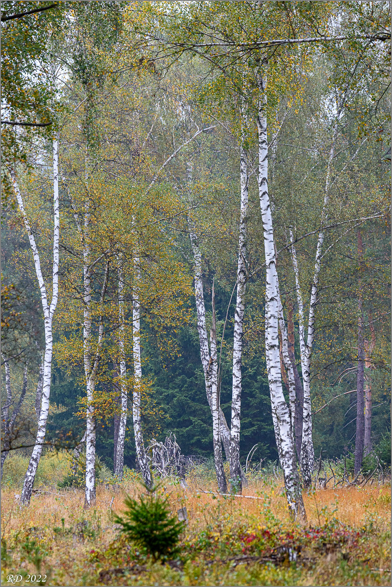 D75_2800.jpg