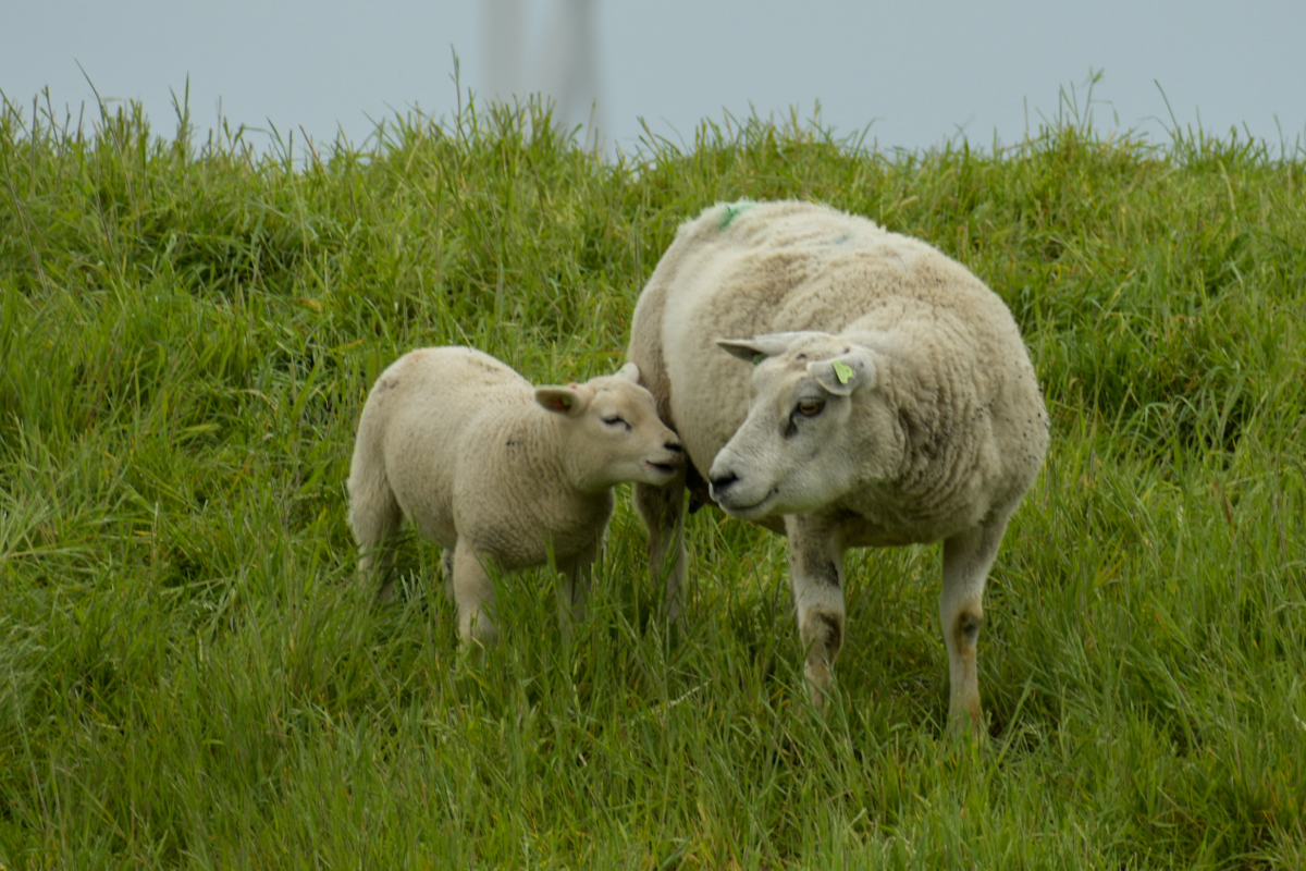 D75_3087.jpg