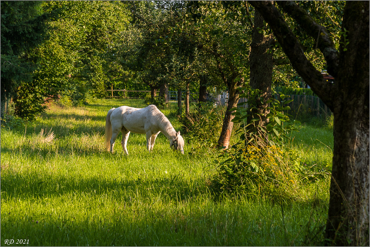 D75_3747.jpg
