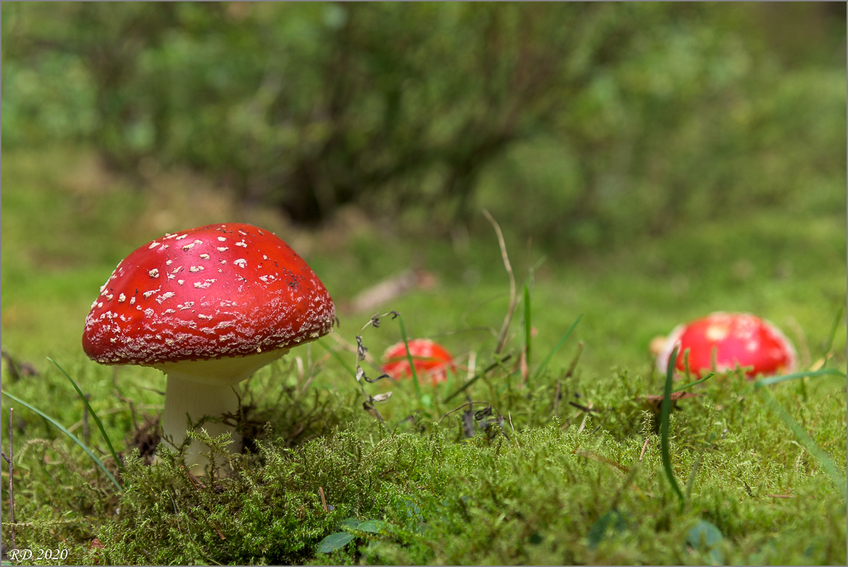 D75_6809.jpg