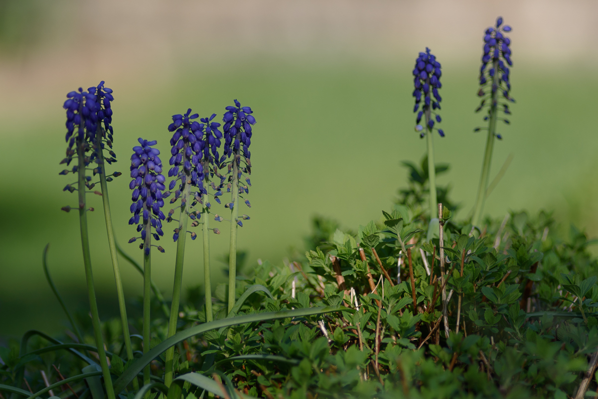 D75_7234x.JPG