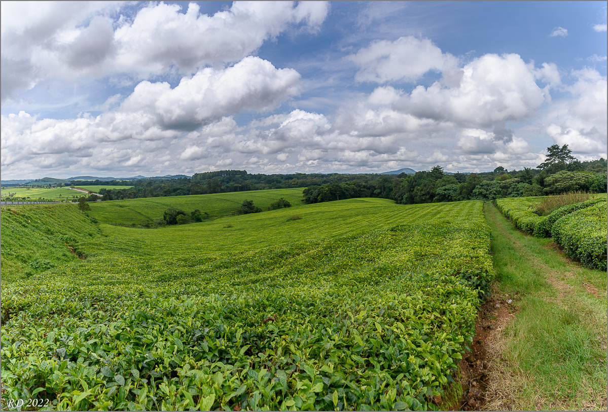 D75_8395-Pano.jpg