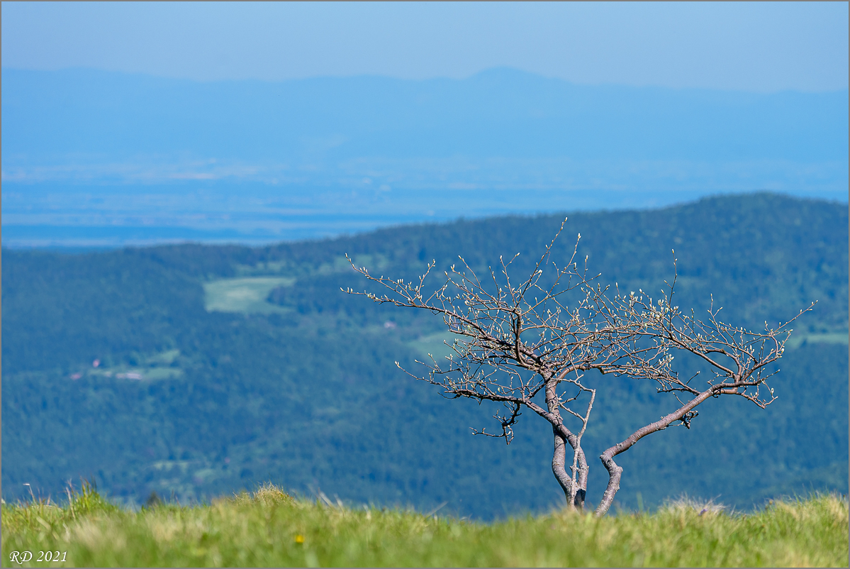 D75_8529.jpg