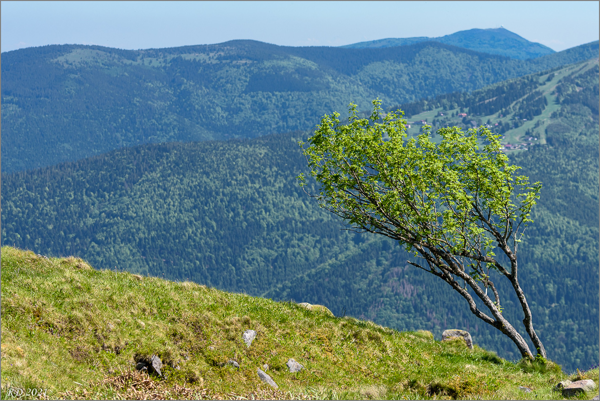 D75_8532.jpg
