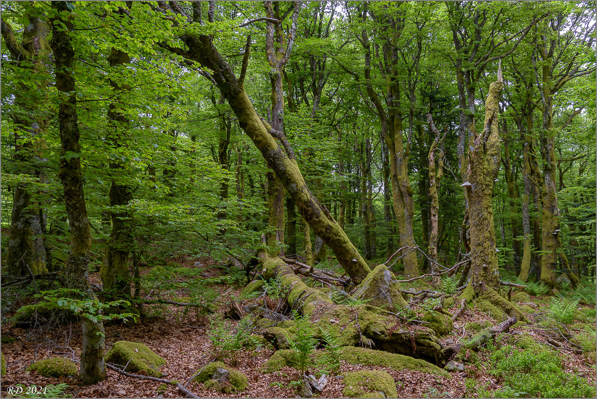 D75_8955.jpg