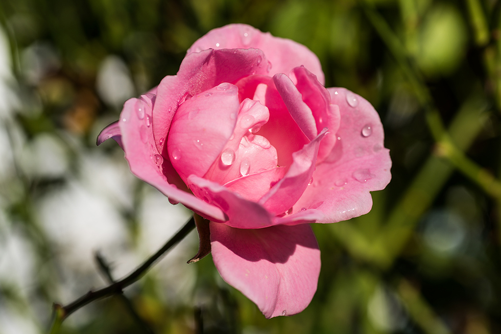 | D800 | Sigma 70mm f/2,8 Macro @ f/8 | 1/250s | ISO 100 | 0EV |