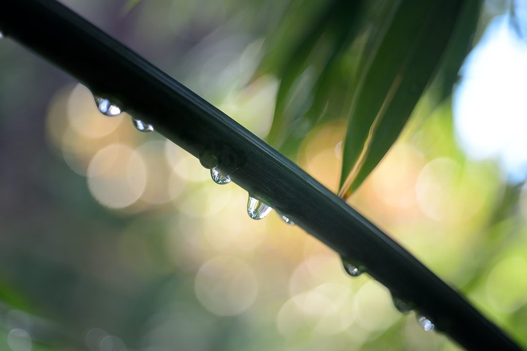 D800 Zeiss Tessar 2.8 50mm