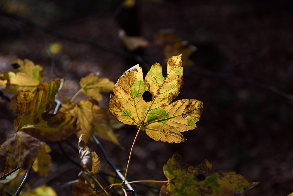 D810_1000x668_DSC7200.jpg