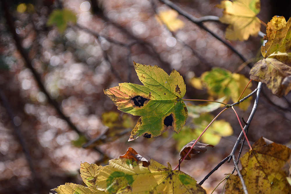 D810_1000x668_DSC7202.jpg