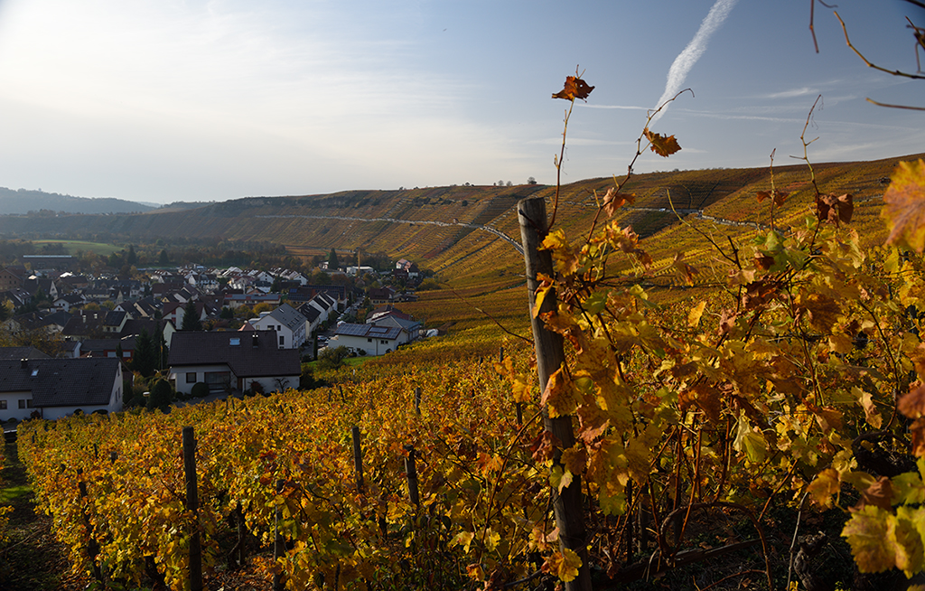 D810_1024x654_DSC7167.jpg