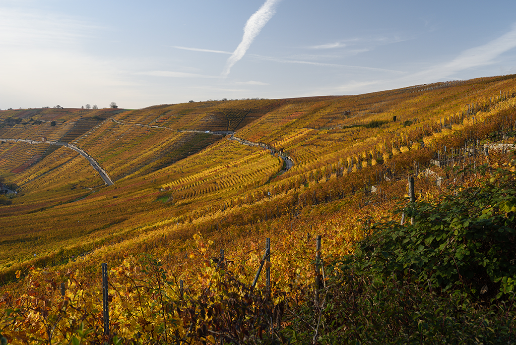 D810_1024x654_DSC7171.jpg