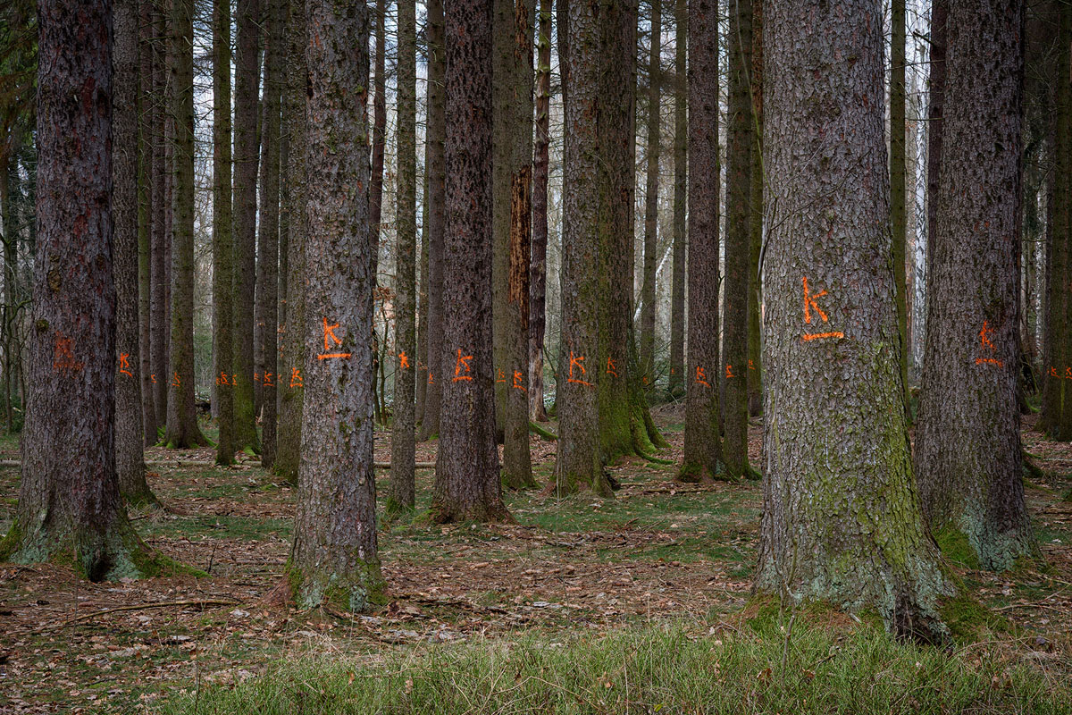 D81_5558.jpg