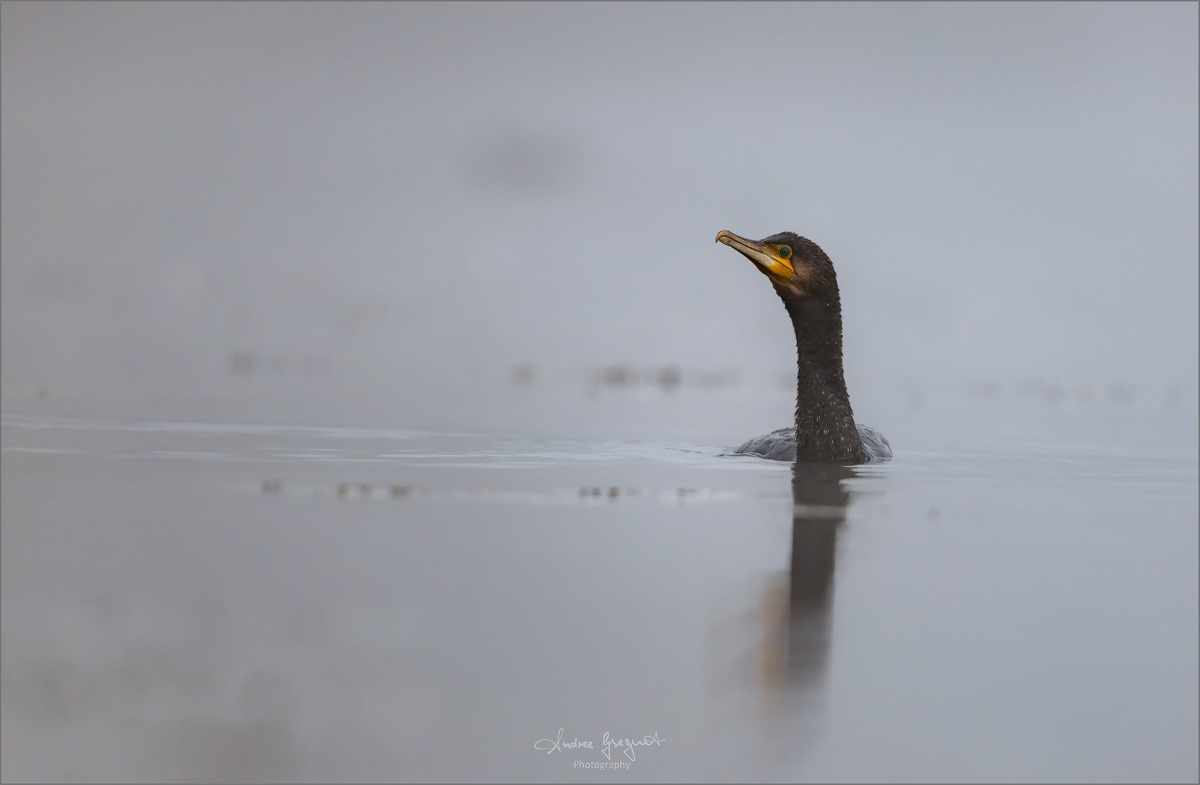 D85 4957 Kormoran