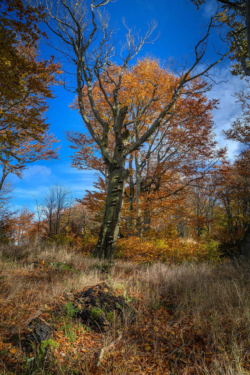 D85_5794x.jpg