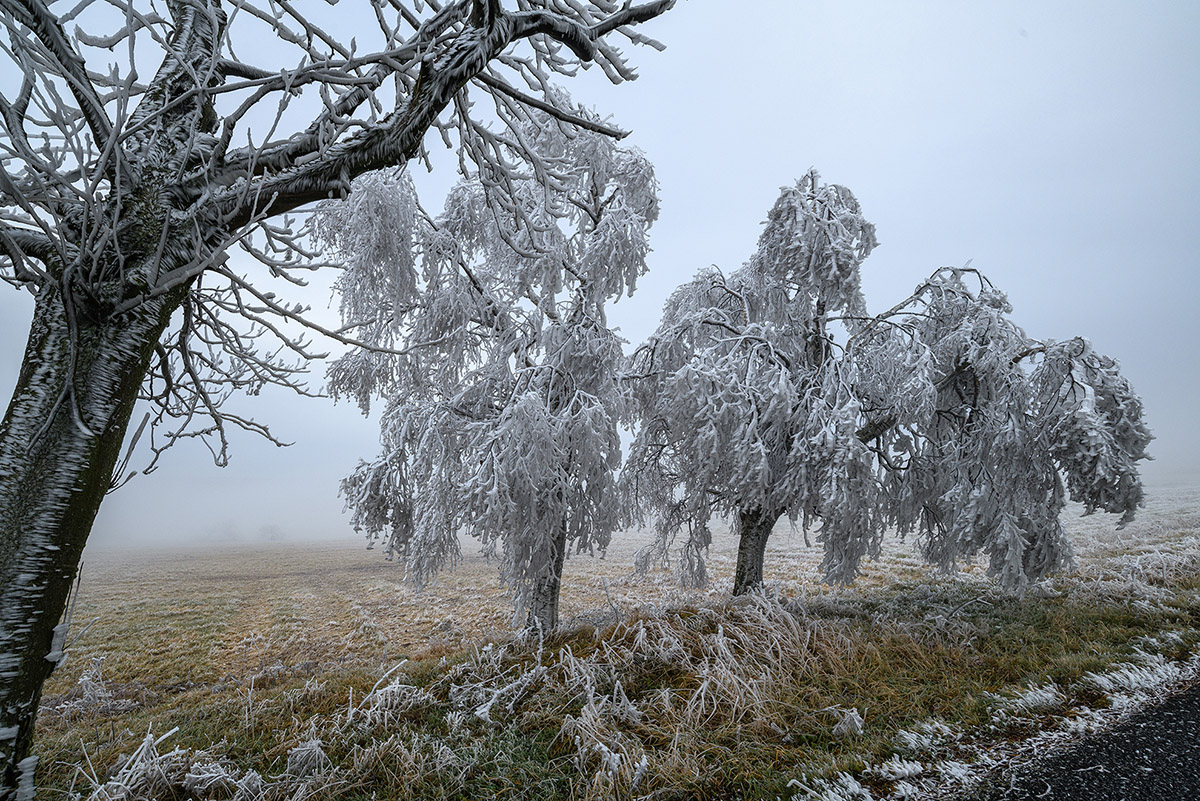 D85_5897.jpg