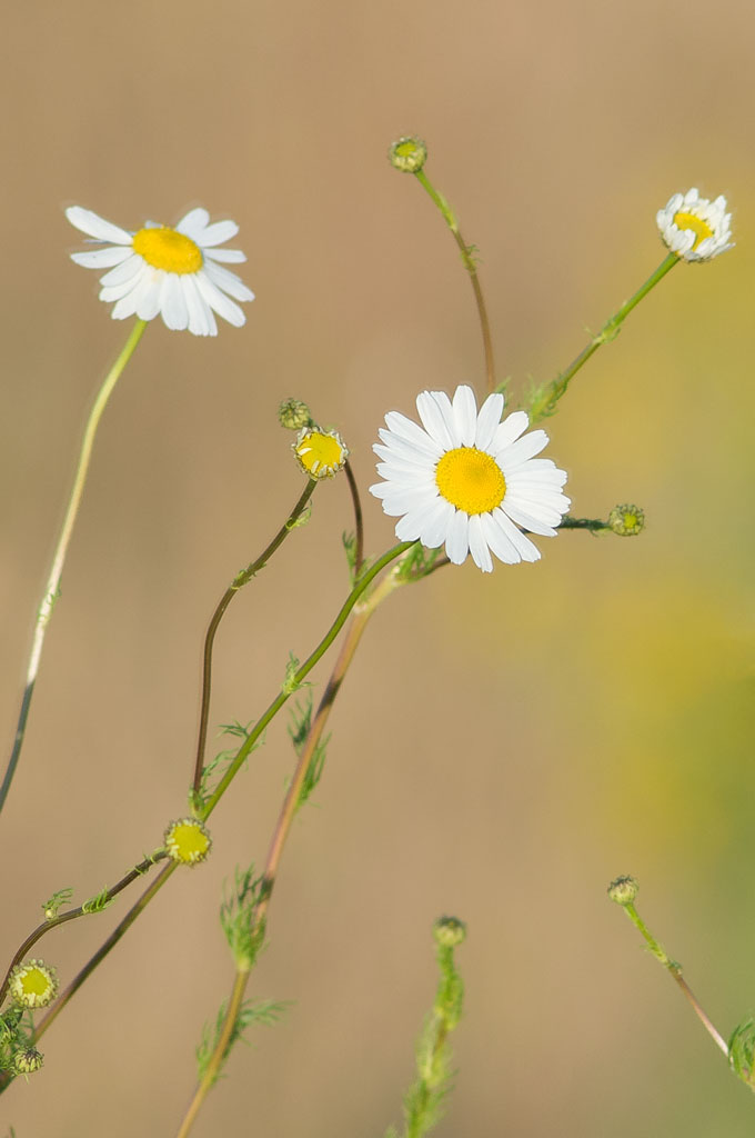D8C 7009
