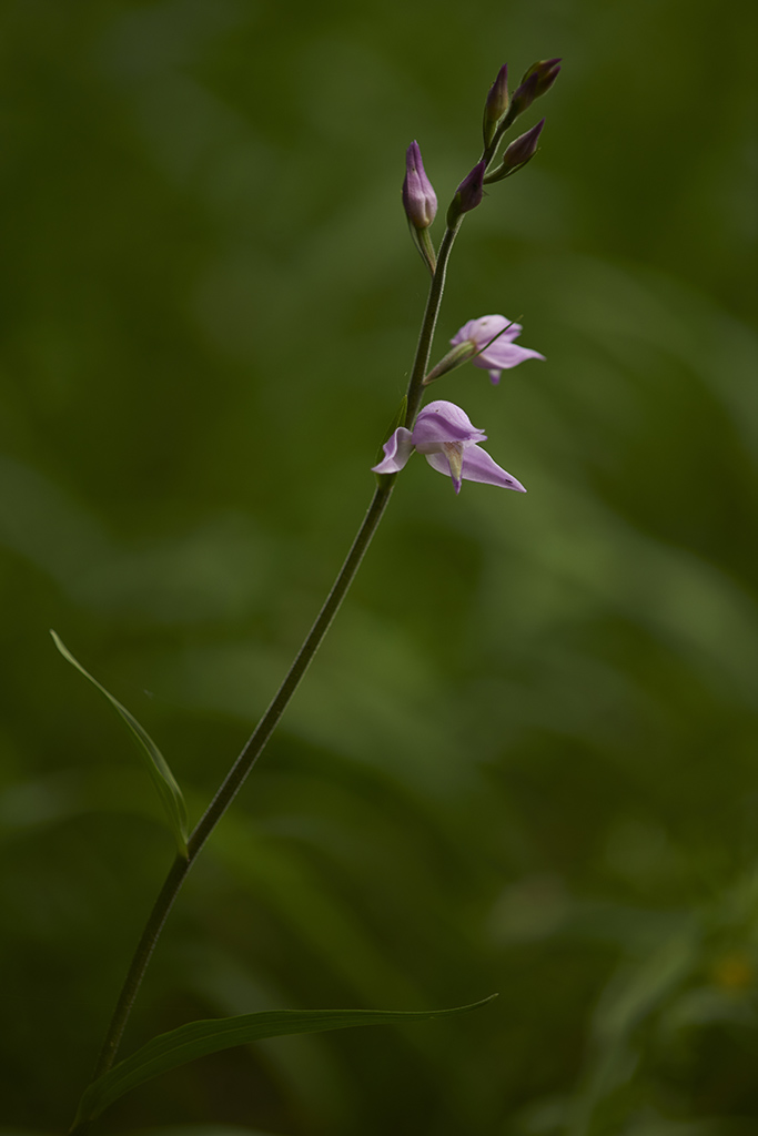 D8D0709k